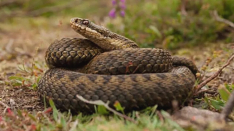 Femeie mușcată de șarpe, transportată de urgență la Spitalul Județean Bistrița: sfaturi esențiale de la specialiști 1 femeie muscata de sarpe transportata de urgenta la spitalul judetean din bistrita avertisment din partea specialistilor 68a9b284413bc