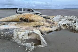 creatura marina uriasa esuata pe o plaja localnicii au ramas socati de descoperire 68bfafd8d8f28