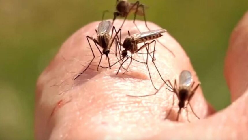 crestere record in romania a infectarilor cu virusul west nile autoritatile avertizeaza populatia si recomanda masuri 68c7d1a7e2f27