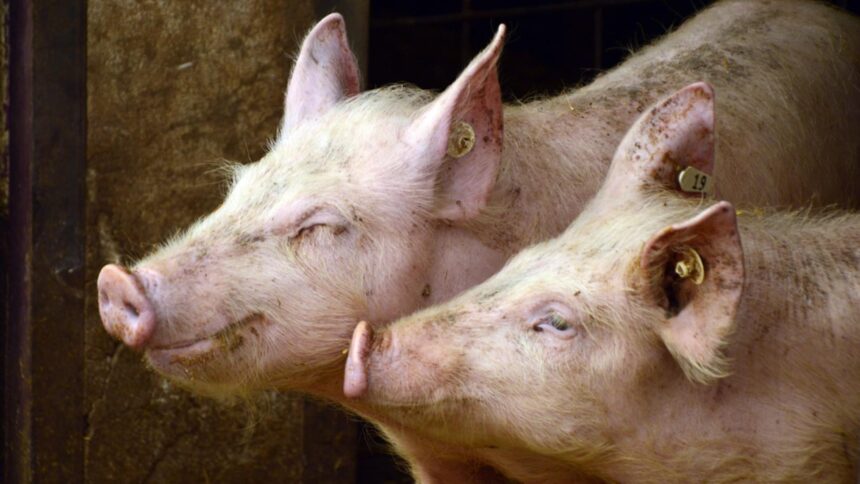 doar 10 din carnea de porc este romaneasca expertii se asteapta la noi scumpiri cat am putea ajunge sa platim de craciun 68d78d1a7966a