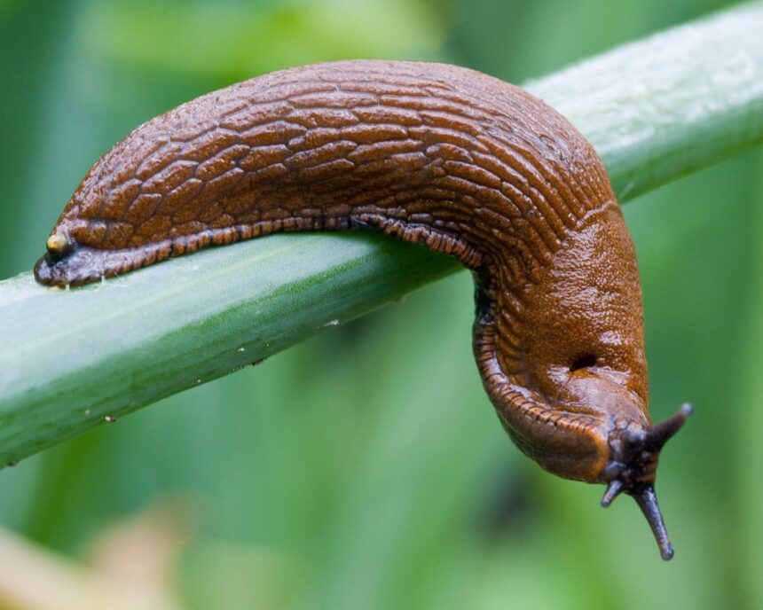 doorbell prankster that tormented residents of german apartments turns out to be a slug 68bececda16eb