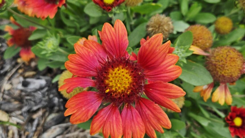 Flori de toamnă indispensabile pentru o grădină vibrantă până la venirea iernii 1 florile de toamna pe care trebuie sa le ai in gradina ta vor inflori pana la inceputul iernii 68c8f0f0411a0