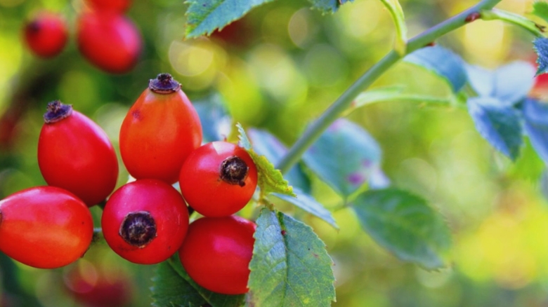 Explorează planta lunii septembrie: un elixir natural cu beneficii uimitoare pentru sănătatea ta 1 planta medicinala a lunii septembrie cu beneficii remarcabile pentru sanatate 68b7f12f66b7c