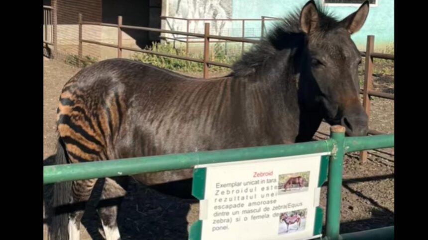 video un animal mai neobisnuit a devenit atractia gradinii zoologice din suceava asta e zebra de pe shein temu 68d559cb0f5e8