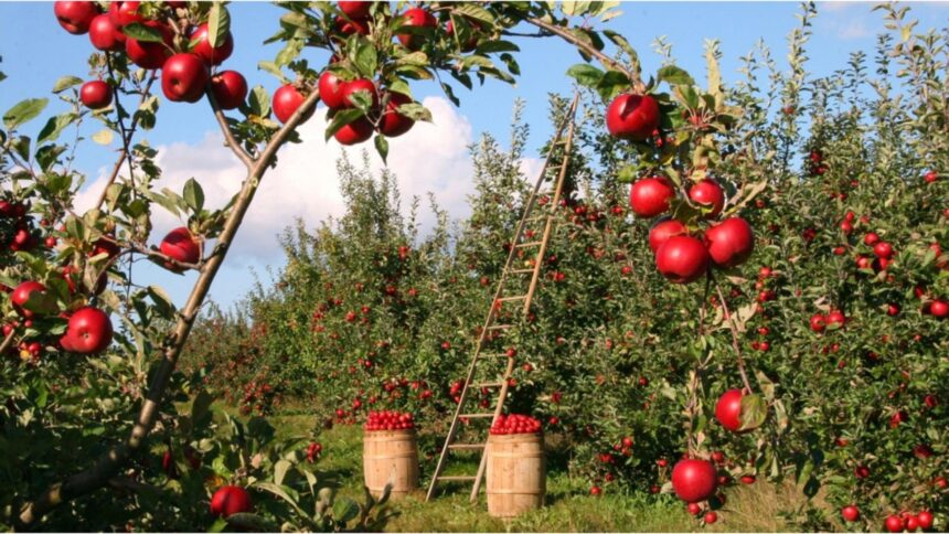 cand trebuie sa plantezi merii ca sa te bucuri de o recolta bogata secretul unei livezi de vis 68dfd3ce3413d