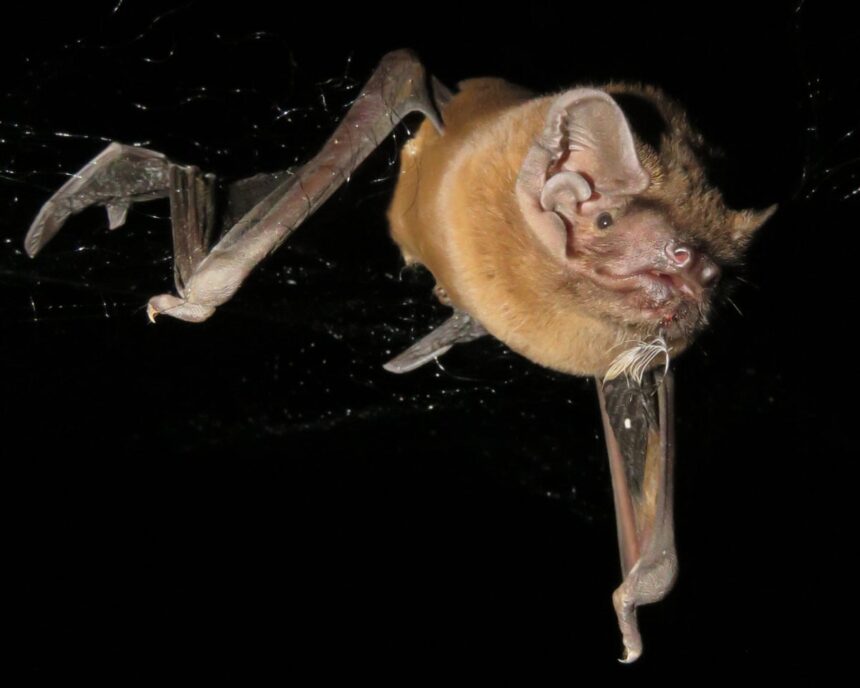 grisly recording reveals bat catching killing and eating robin mid flight 68e80105bf00a