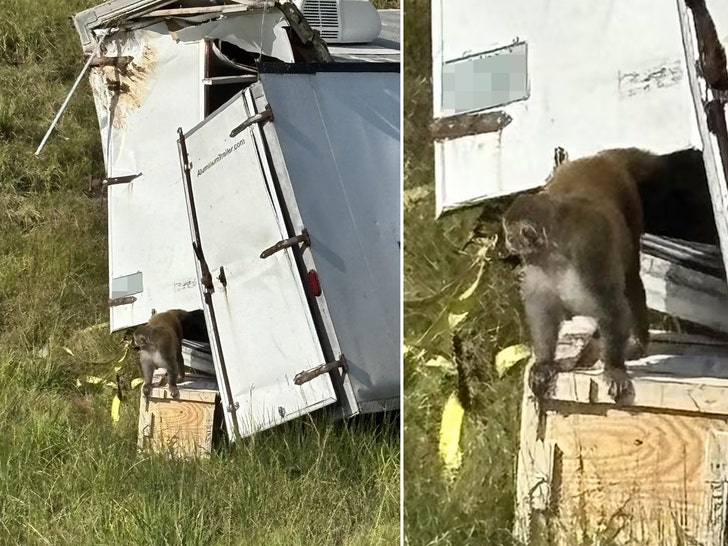herpes infected monkey on the run after truck crash in mississippi 69015ad7de8a4