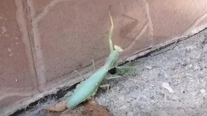 Invazia zburătoare în casele noastre: specialiștii ne recomandă să le lăsăm în pace, deoarece este cel mai bun insecticid natural 1 insectele care se strecoara in case in aceasta perioada specialistii ne recomanda sa le lasam in pace sunt cel mai bun insecticid natural 68e3f4c3028da