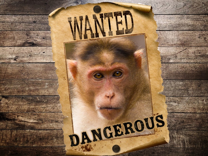 mystery behind why 5 monkeys killed by mississippi deputies is solved 6902744071f77