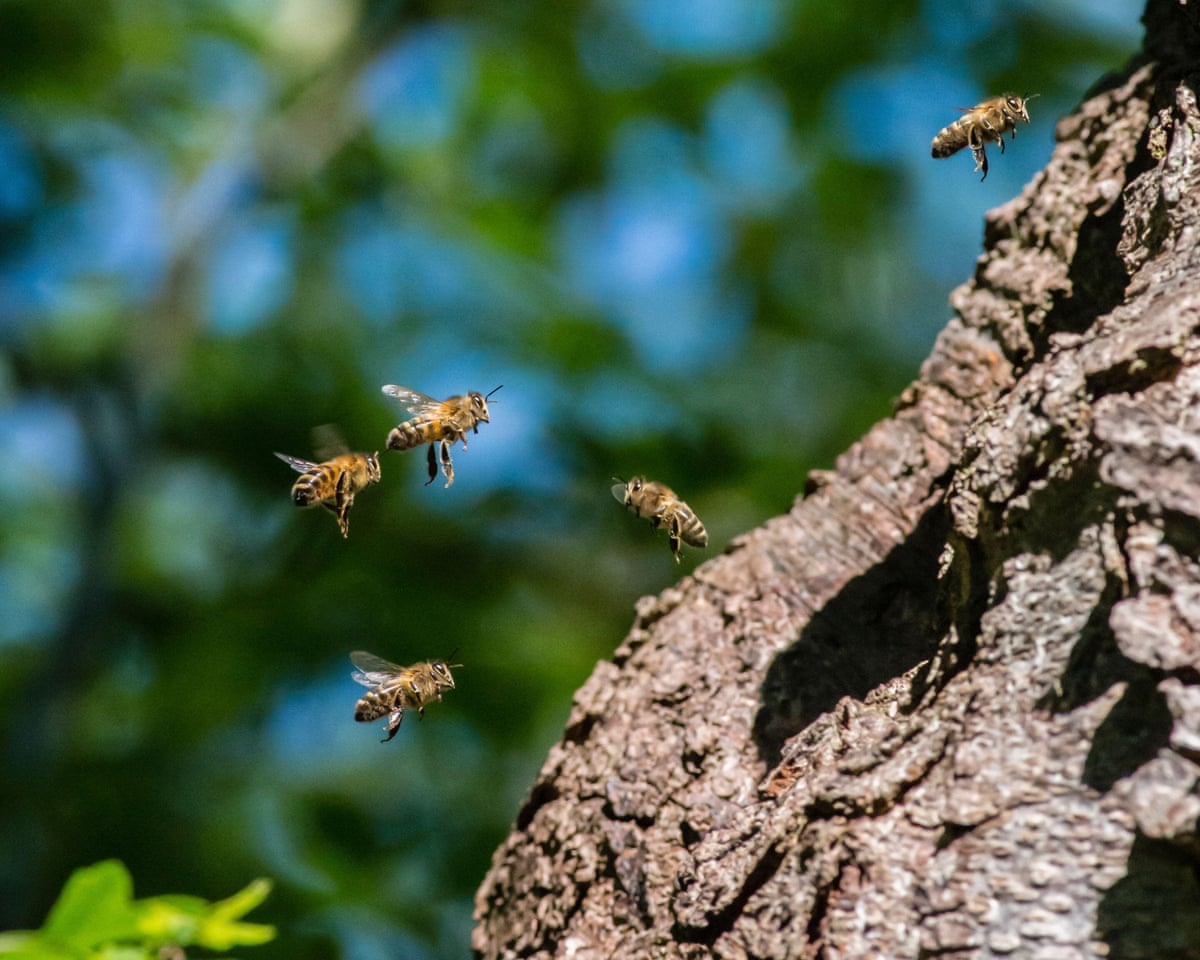 number of wild bee species at risk of extinction in europe doubles in 10 years 68ea489a53bda
