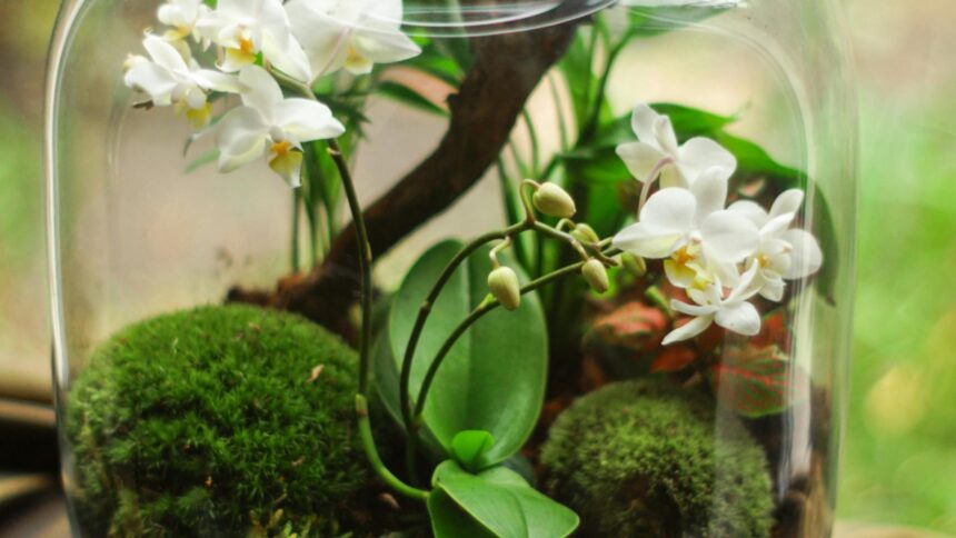 plante protectoare in functie de zodie ce spune astrologul alexandra coman 68e7a47ccbca7