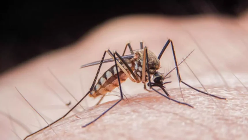 posibil caz de infectare cu virusul west nile la talmaciu precizarile dsp sibiu 68de5000c5334