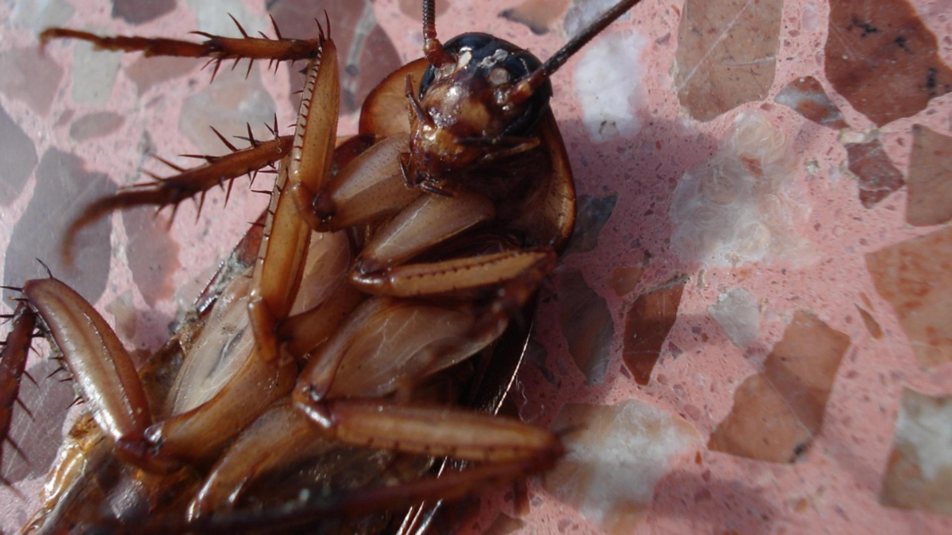 tragedie in coreea de sud un bloc intreg a fost cuprins de flacari dupa ce o femeie a incercat sa omoare un gandac 68ffc66d99886