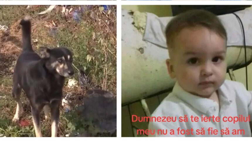 tragedie in vrancea un copil de trei ani gasit mort intr un canal micutul a fost atacat de 8 caini in drum spre bunica sa 68e3d8c385eca