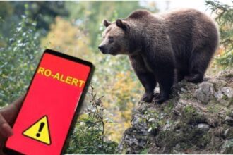 un urs si a facut aparitia intr o localitate din dambovita populatia avertizata prin ro alert 68e34519cd330