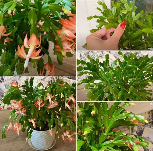 590367545 701873099664621 8441674830480853518 n