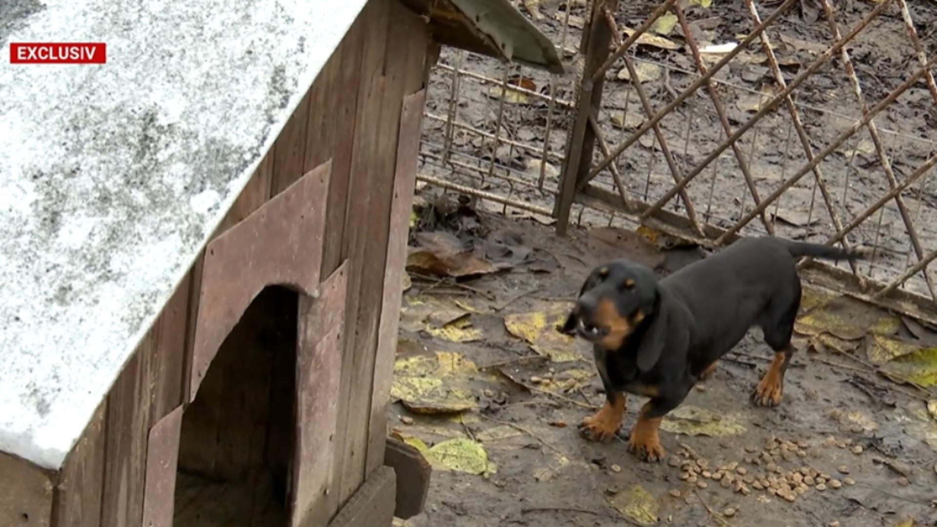 bolojan da iama in curtile oamenilor si pune taxe pe anexe sere magazii cotetul gainilor nici cusca lui grivei nu scapa 6923308b74976