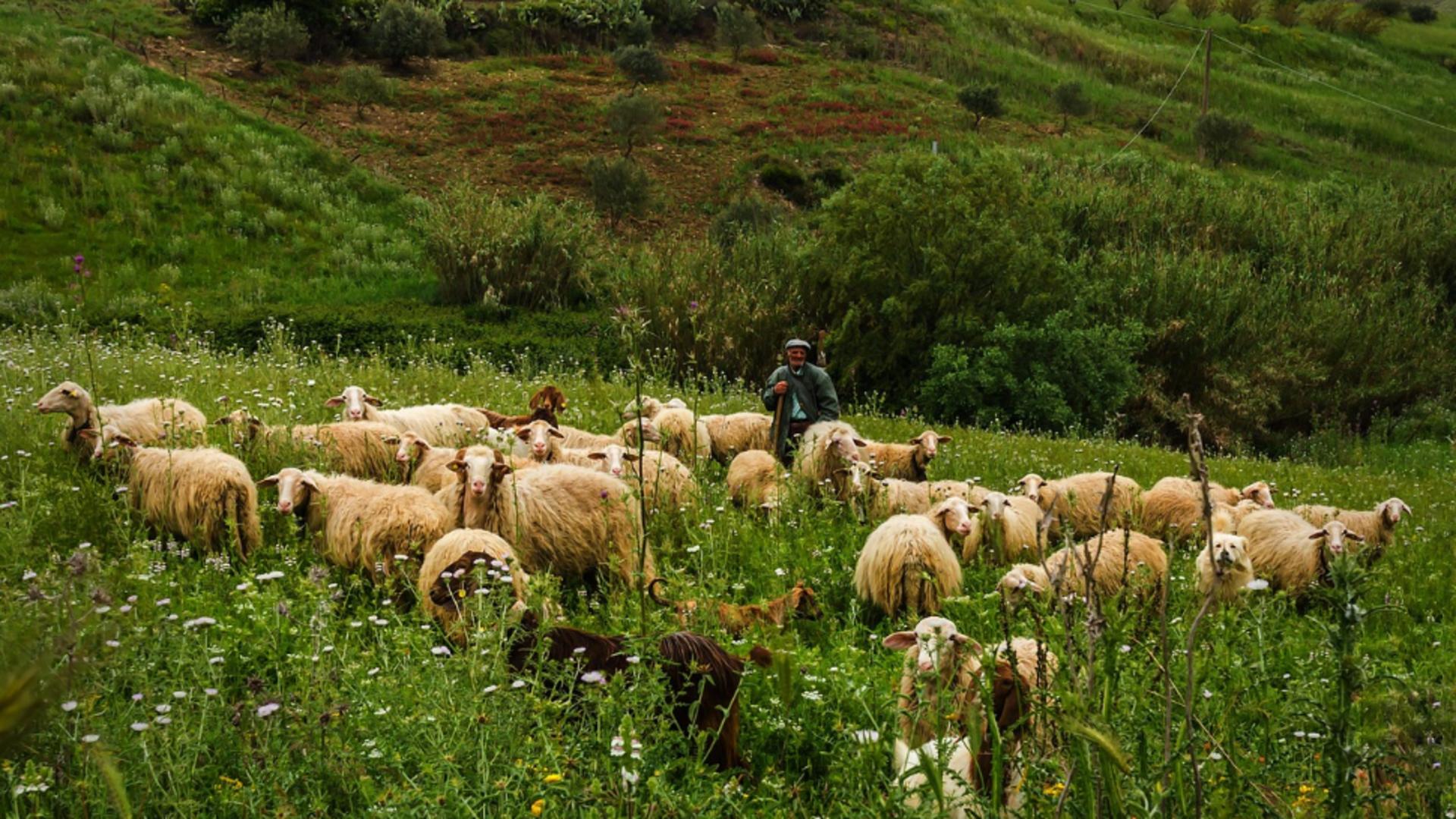 cioban gasit mort langa o ferma din constanta principalul suspect a fost prins intr un microbuz cu un cutit asupra lui 69276ed7be413