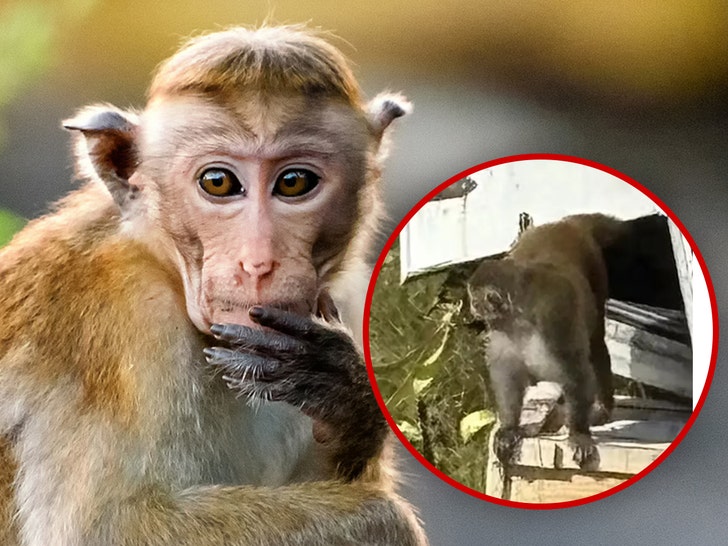 escaped monkey in mississippi killed by frightened mother 690802ec06ac8