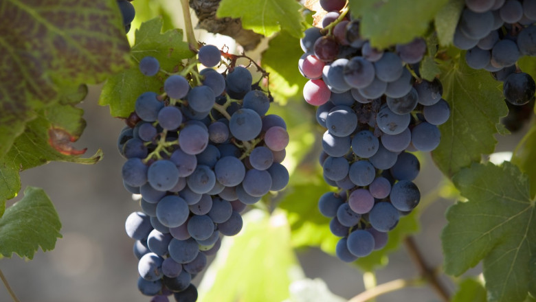 Franța investește 130 de milioane de euro în curățarea plantațiilor de viță de vie din cauza surplusului de vin 1 franta va cheltui 130 de milioane de euro pentru defrisarea plantatiilor de vita de vie pe fondul supraproductiei de vin 6925a3560383c