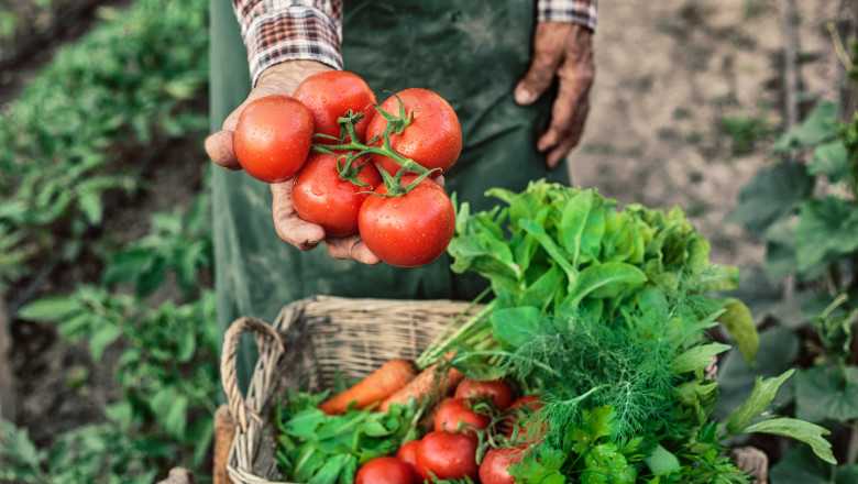 Ministerul Agriculturii a încheiat plățile pentru cultivatorii din sere și solarii, alocând 300 de milioane de lei pentru susținerea legumelor autohtone 1 ministerul agriculturii a finalizat platile catre producatorii din sere si solarii 300 de milioane de lei pentru legumele romanesti 69268b51c85b2