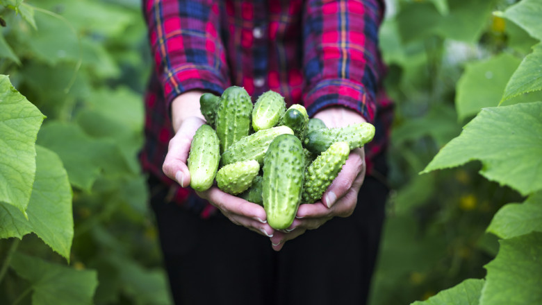 video paradox romanesc ultimele legume autohtone din 2025 pleaca spre export in timp ce pietele sunt pline acum de produse de import 691117936e5a2