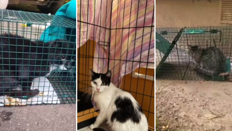 video povestile animalutelor salvate dupa explozia din rahova peste 30 de suflete au fost recuperate de voluntari printr o metoda inedita 6905957bd4f06