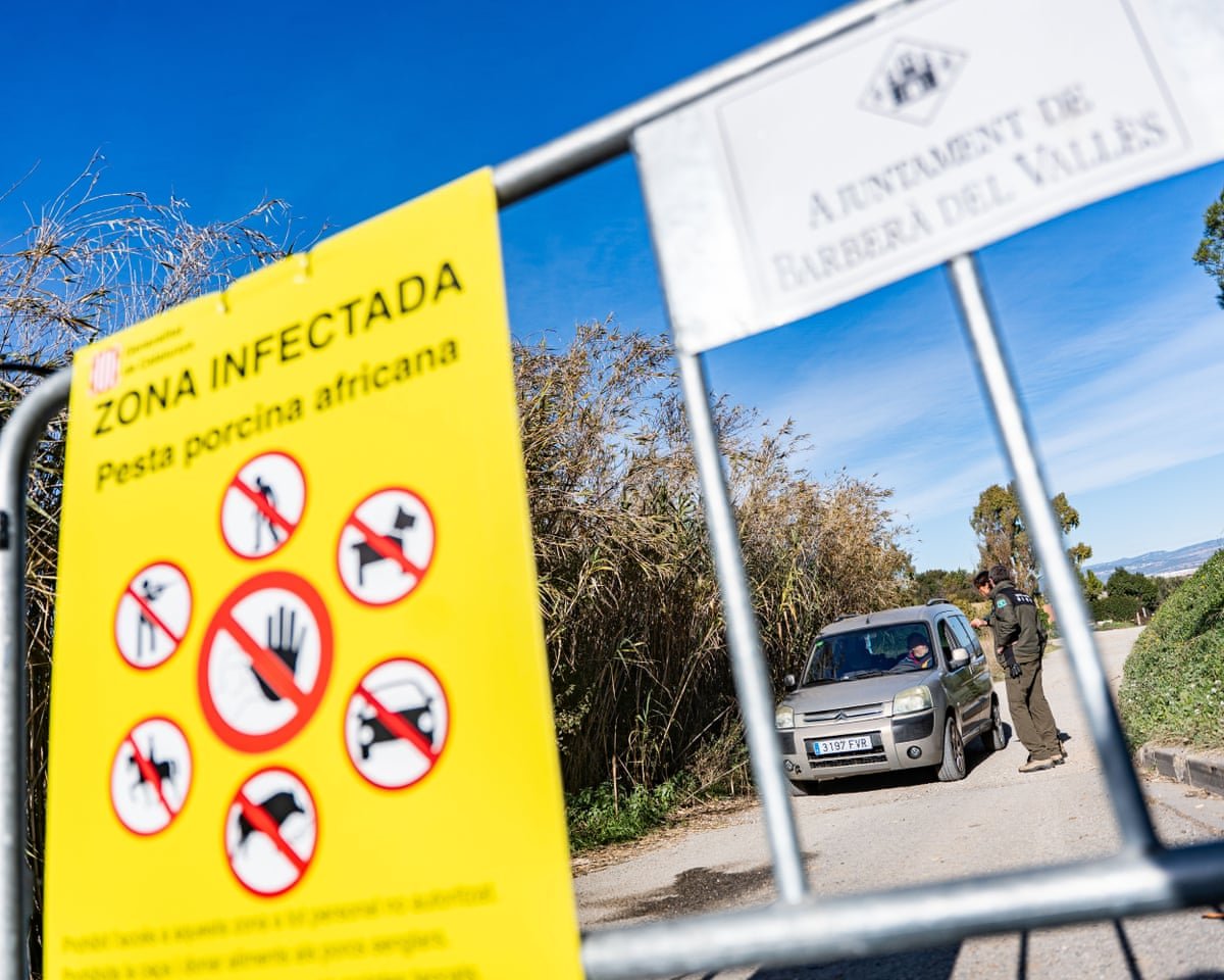 african swine fever outbreak in spain may have leaked from research lab officials say 693585c6f243f