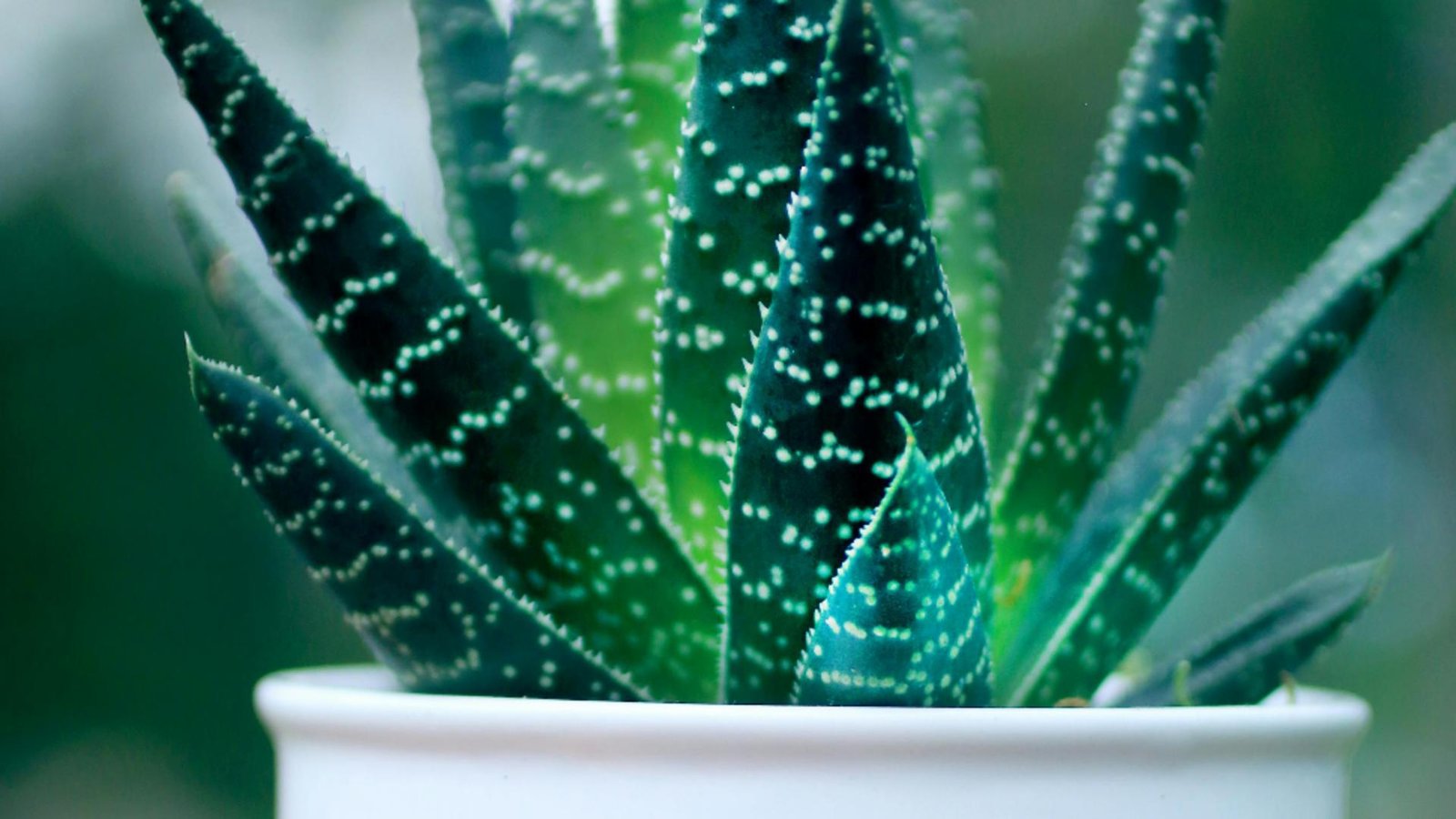 planta pe care trebuie sa o ai in casa conform principiilor feng shui aduce prosperitate si atrage energia pozitiva 692fd65d46d62